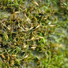 Image result for Porphyrostemma