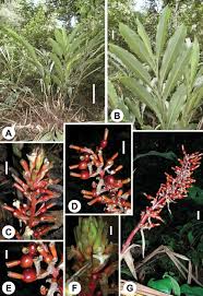 Image result for Pavetta troupinii