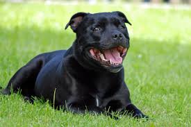 We are expecting champagne pitbull puppies, chocolate pitbull puppies, blue pit bull puppies, and maybe even some black pitbull puppies. A Guide To A Black Pit Bull Pit Bull Hq