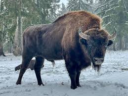 Englischer Garten Eulbach Home Facebook