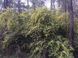 Image result for Acacia pentagona