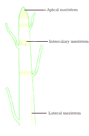 Both are made of collagen. Detailed Tissues Class 9 Notes Ncert Book Chapter 6