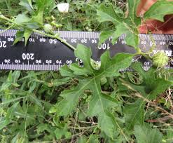 Image result for Lagenaria sphaerica