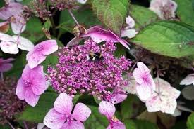 They start out a pale green, then as they remove discolored parts and extra leaves, so the flowers are in good shape for drying. How To Deadhead An Endless Summer Hydrangea Ehow Hydrangea Care Endless Summer Hydrangea Hydrangea Leaves