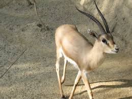 Extinct animals small animals wild animals. Gazelle Wikipedia