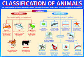Animal Kingdom Classification Chart Pdf Whittakers Five