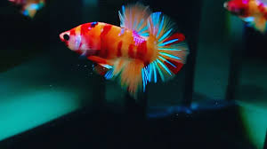 Beli produk ikan cupang giant berkualitas dengan harga murah dari berbagai pelapak di indonesia. Ikan Cupang Nemo Candy Oren Grade A Youtube