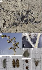 Image result for Microcharis latifolia