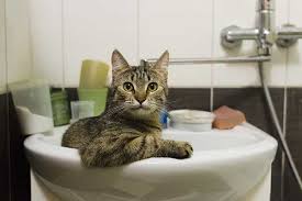 why does my cat pee in the sink? what