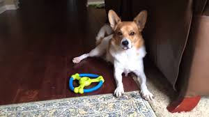 Puppy mills are places where animals are. Calm Corgi Jack Russell Youtube