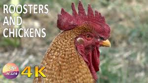 Includes official live player and team stats. 4k Roosters Crowing Chickens Clucking Domestic Animals From The Greek Fauna Youtube