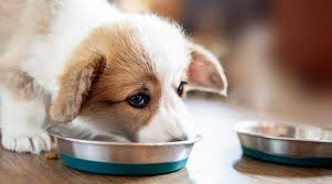 All puppies are different, so if you have any concerns or questions about your puppy's food, feeding schedule, or nutritional health, always. Fromm Dog Food Reviews Recall History Ingredients More