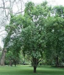 Image result for Erythrococca zambesiaca