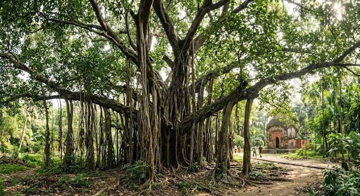 700-Year-Old Munger Banyan Tree