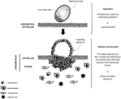 We're talking crazy patterns, japanese baseball uniforms, 70s shirts complete with shoulder pads, maid costumes, the works. Novel Role For Lysophosphatidic Acid In Vascular Remodeling At The Maternal Fetal Interface In Reproduction Volume 159 Issue 2 2020