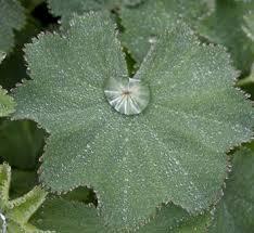 Image result for Alchemilla ellenbeckii