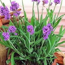 True Lavender Seeds Lavandula Angustifolia Growing Lavender From Seed Growing Lavender Lavender Seeds