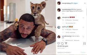 However, we thought we would take a look at the actual stars of the show. Hardcore Pets Are More Than Lions In Addition Depay Also Keeps A Pet From China Daydaynews