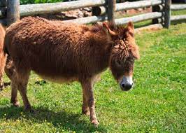 Raising and buying a cow. 27 Cute Miniature Donkey Facts Photos History Size Cost Pets Storyteller Travel