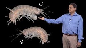 Here are 4 tips that should help you perfect your pronunciation of 'crustacean':. Crustacean 179 Pronunciations Of Crustacean In English