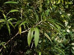 Image result for Alstonia venenata