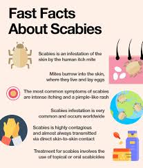 Image result for human scabies