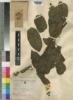 Image result for Shirakiopsis