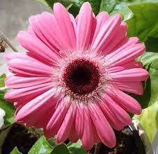 Your order we be completed by Gerbera Flower Gerbera Daisy Gerbera Flower Wholesale Flowers