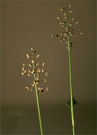 Image result for Isachne