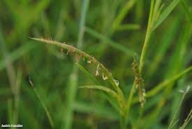 Image result for Hemarthria