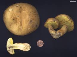 Image result for Boletus speciosus