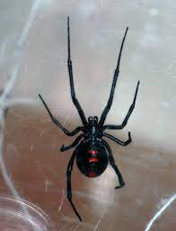 The female black widow spider bite is 15 times as toxic as the venom of the prairie rattlesnake. Ohio S Biting Spiders Spidersrule