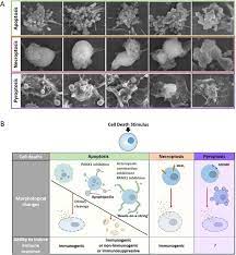 Check spelling or type a new query. Plasma Membrane Changes During Programmed Cell Deaths Cell Research