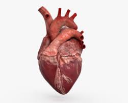 Human Heart 3d Model Download For Free You found 8,797 results for human heart. human heart 3d model download for free