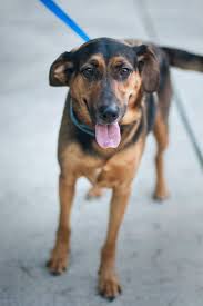 Black And Tan Coonhound German Shepherd Mix Black Tan Coonhound Shepherd Mix F 1 Year 1348s Named Faye In Charleston Wv Kanawha Charleston Humane Association Coonhound Kanawha Black And Tan