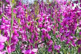 Image result for Polygala virgata