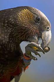 The eastern rosella is found in southeastern australia including tasmania, and have been introduce to new zealand. Parrots Of New Zealand Wikipedia