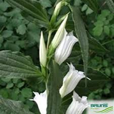 Image result for Gentiana asclepiadea alba