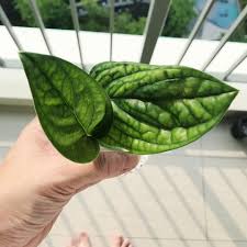 Colombia desde tu smartphone a través de la aplicación roja directa. Monstera Karstenianum Monstera Karstenianum In Gardentags Plant Encyclopedia