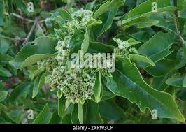 Image result for Volkameria glabra