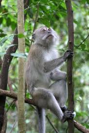 Bukit Timah Reserve A Rain Forest In The Middle Of Singapore Don T Look The Monkeys In The Eyes Monkey Pictures Singapore Pictures