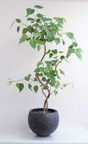 インド ボダイジュ 観葉植物 屋内植物 ベランダ 植物