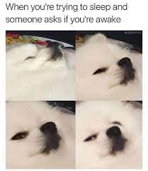 Trending images and videos related to awake! When You Re Trying To Sleep And Some Asks If You Re Awake Meme Ahseeit