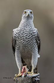 I Can See You Animals Beautiful Animals Animals Wild