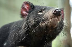 El diablo o demonio de tasmania (sarcophilus harrisii) es una especie de marsupial dasiuromorfo de la familia dasyuridae. 9 Hechos Esclarecedores Sobre Los Demonios De Tasmania