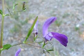 Image result for Brillantaisia pubescens