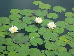 Image result for Nymphaea