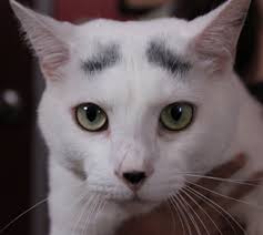 Currently scientists are still conducting studies to better understand and know how much cats live, both males and females. Life And Death Decisions Jada S Story