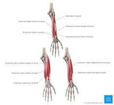 The worksheets are offered in developmentally appropriate versions for kids of different ages. Learn Forearm Extensor Muscle Anatomy With Quizzes Kenhub