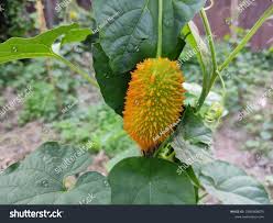 Image result for Momordica pterocarpa